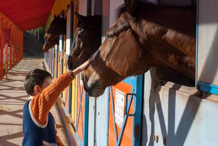 A child loves horses in the studの写真素材