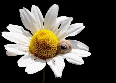 daisy and slugの写真素材