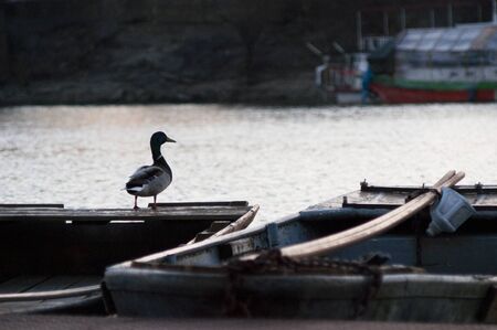 duck on a boatの写真素材