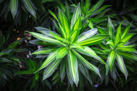 Green leaves texture background, Nature background.の写真素材