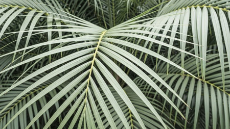 Title: showing title: closeup green palm frond leaves with fine striped texture in natural light. resolution use.の素材