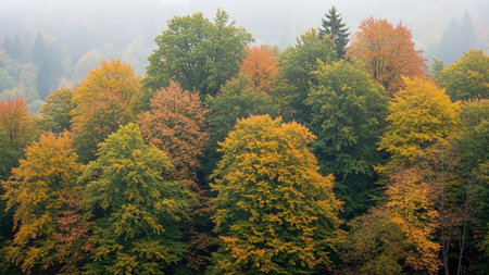 A dense forest with trees displaying autumn colors, including yellow, orange, and green leaves, set against a foggy background.の素材