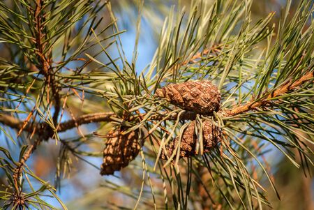 Fluffy pine branch with cones, close up background imageの写真素材