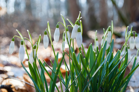 Spring first flowers. Bunch of vernal snowdrops (galanthus nivalis) closeupの写真素材