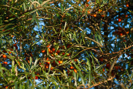 Wild Sea Buckthorn, orange berries on a shrub