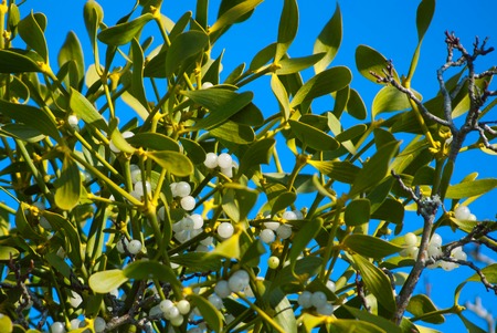 Mistletoe closeup with the blue sky on the backgroundの写真素材