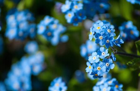 Forget Me Not flowers, closeup horizontal photoの写真素材