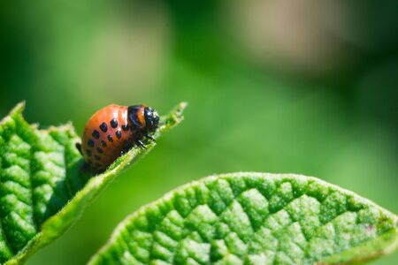 Colorado potato beetle larva on a potato leaf, close up macro photoの写真素材
