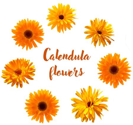 flowers of calendula closeup, isolated objects setの写真素材
