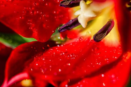 center part of fresh blossoming tulip flower with a water drops, extreme close up photoの写真素材