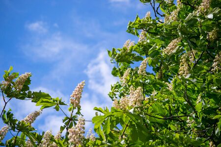 White candles of the blooming chestnut treeの写真素材