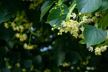 linden tree blossom, close-up photo, summer herbal background with a place for textの写真素材