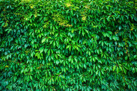 Green Virginia Creeper solid background