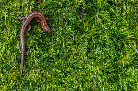 Sand lizard on green moss, closeup top view backgroundの写真素材