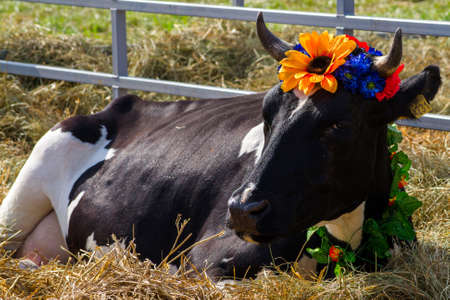 Portrait of the cow wearing flower wreath