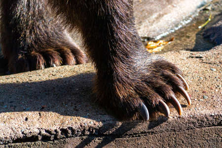 Brown bear paw closeup photo