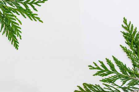 thuja twigs on a white backgroundの写真素材