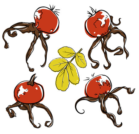 dog-rose berries sketches, hand drawn illustrationのイラスト素材
