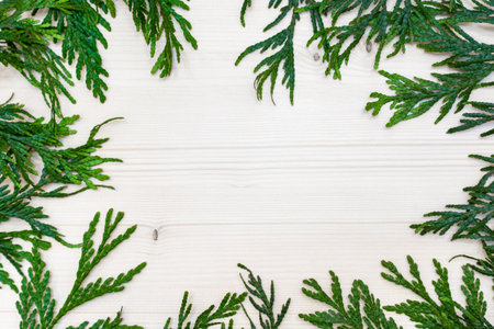 thuja twigs on a white wooden backgroundの写真素材