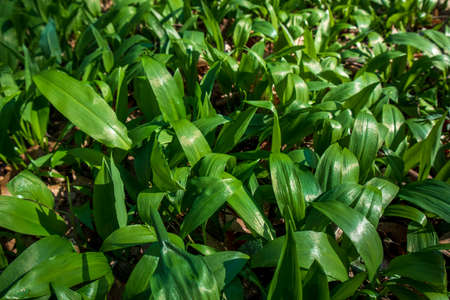 leaves of growing wild garlic in a spring forest gladeの写真素材