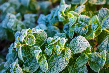 first frosts on still green grass in the garden, fresh mint with hoarfrostの写真素材