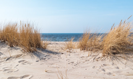 pass through a dry grass to the seaの写真素材