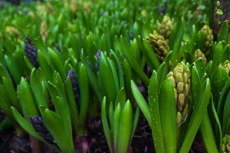 a lot of an early spring hyacinth closeupの写真素材
