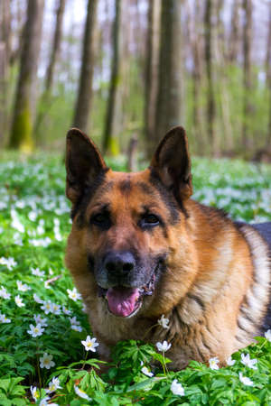 German Shepherd lies in the spring forest on a carpet of blooming anemonesの写真素材