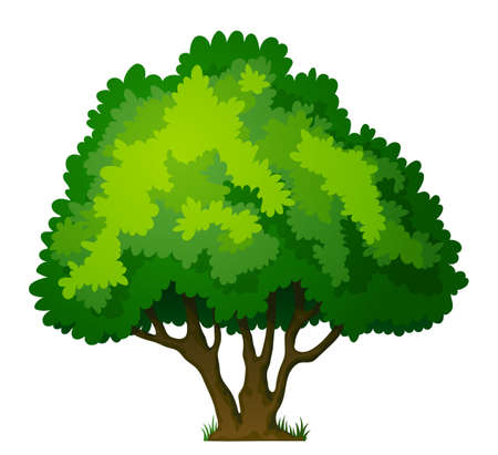 Large green spreading deciduous treeのイラスト素材