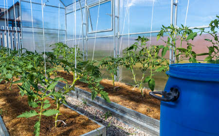 Little tomato bushes in greenhouseの写真素材