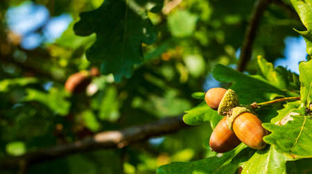 Orange acorn on an oak tree branch in a forest. Closeup oak fruit and leaves on a green backgroundの写真素材