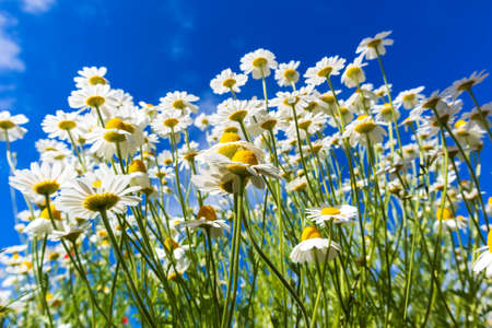 white daisies against the blue skyの写真素材