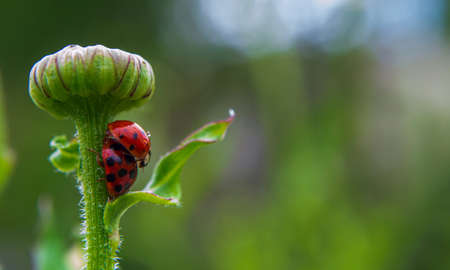 Macro photo of two mating ladybugs on a green stem of a flower. Positive summer banner with bright...
