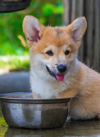 a young welsh corgi pembroke puppy splashes outdoors in a steel bowl of waterの写真素材