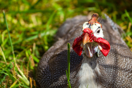 Domestic Poultry Guinea Hen
