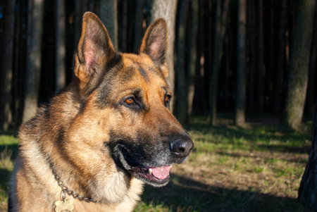 german shepherd portrait, dog head closeup photoの写真素材