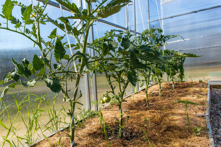 flowering tomato plants in greenhouse. Polycarbonate hothouse in a kitchen-gardenの写真素材