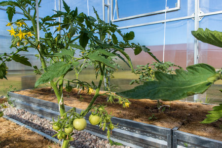 flowering tomato plants in greenhouse. Polycarbonate hothouse in a kitchen-gardenの写真素材