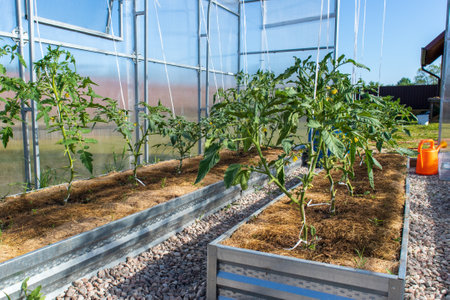 flowering tomato plants in greenhouse. Polycarbonate hothouse in a kitchen-gardenの写真素材