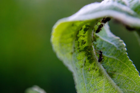 ant and colony of green aphids under the apple leaf, close up photo of of insects pest