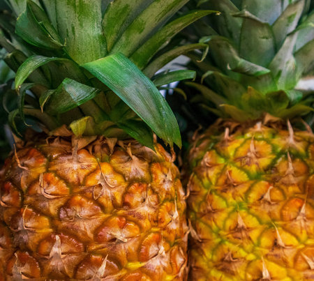 Two pineapples with green leaves sit closely beside one another