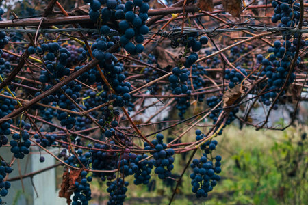 Isabella grapes, ripe bunches in late autumnの写真素材