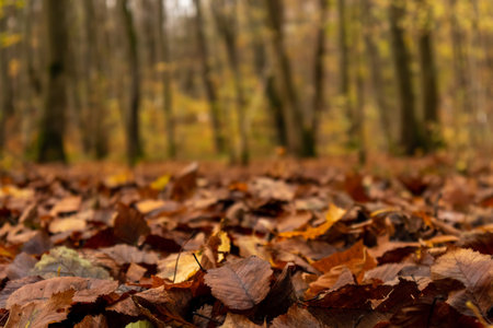 blurred autumn background, golden trees in the park, fallen leaves in the foregroundの写真素材