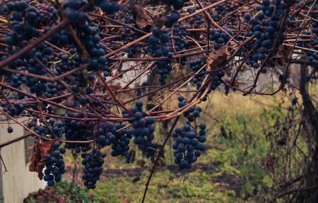 Isabella grapes, ripe bunches in late autumnの写真素材