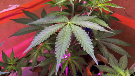 Cannabis plants growing indoors under artificial light with vibrant leaves and rich colors showcasing healthy growth in a controlled environmentの写真素材