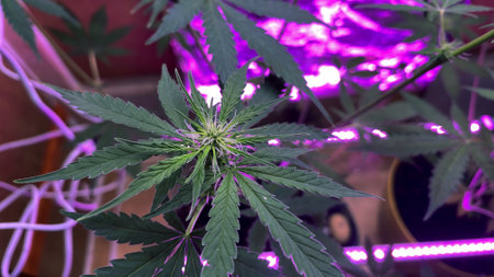 Growing cannabis plants under LED lights for optimal growth and health in an indoor garden settingの写真素材