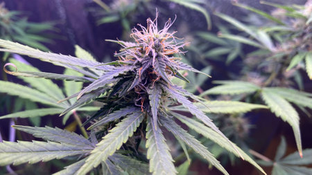 Close-up view of a cannabis plant in a growing facility showing healthy buds and foliage under artificial lightingの写真素材