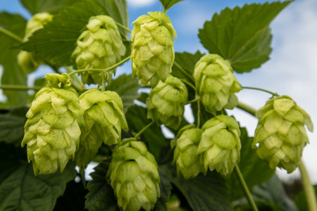 Clusters of fresh green hop cones growing on a vine under clear blue skiesの写真素材