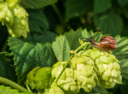 A snail exploring vibrant hop cones in a lush garden during a sunny afternoonの写真素材