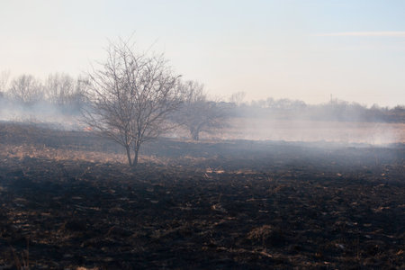 burnt field in spring, burnt dry grass in the countrysideの写真素材